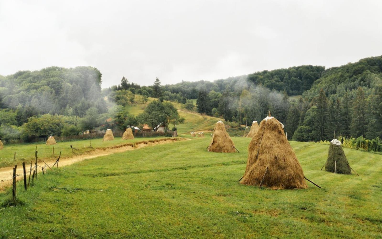 Maison d'hôtes Pensiunea Poiana Viselor